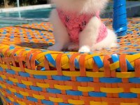 Pomeranian gülen surat