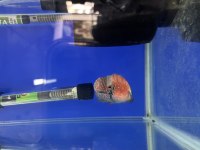 12 CM FLOWERHORN