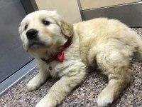 2 Aylık Üst Kalite Dişi Golden Retriever