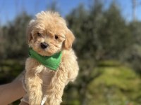 Orijinal maltipoo erkek yavrumuz