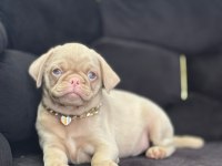 Nadir Bulunan Exzotic Pink Pug Yavrumuz