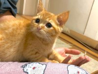 Golden British shorthair erkek yavru
