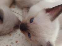 Anne altında siyam kedisi