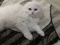 6 aylık erkek scottish fold