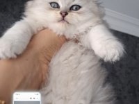 Çok sağlıklı british longhair