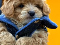 Tcup Maltipoo Red Yavrular