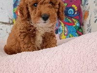Poodle çift renk