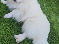 Pomeranian beyaz erkek çok tatlı
