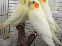 35 GÜNLÜK JUMBO İRİ BOY EVCİL EV ÜRETİMİ KUŞLAR