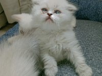 Mavi gözlü british longhair bebeğim