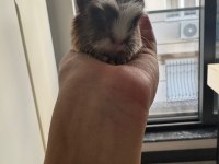 Dişi erkek ginepig (gine domuzu) her ile gönderim var