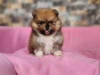 Orijinal Pomeranian Yavrularımız