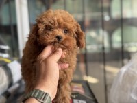 4 aylık 700 gr tea cup kore poodle ziyarete açık