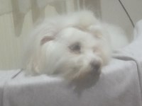 SAHİBİNDEN 1 YAŞINDA DİŞİ MALTİPOO