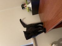KEDİMİZE ACİL YUVA ARANIYOR