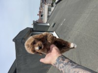 MALTİPOO YAVRULAR