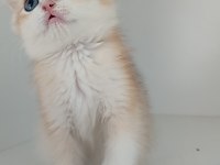 British shorthair golden