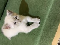 British shorthair