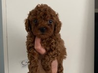 Orijinal Toy Poodle Yavrularim Ev Üretimi