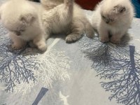 British shorthair blue point ve gri bebeklerimiz