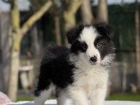Siyah Beyaz Border Collie Yavrular