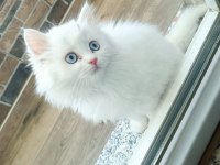 2 aylık dişi british longhair