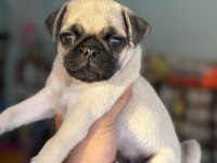 HAMBURGER SURAT GÜL KUYRUK PUG MOPS