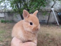 Cüce Tavşanlar (Netharlend dwarf)