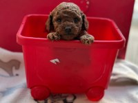 Dişi erkek sağlık garantili bebek surat toy poodle