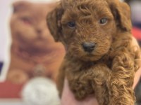 7 Yıllık Tecrübemiz İle Poodle Yavrularımız Sizlerle