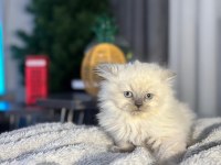 A kalite british longhair bebek
