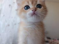 Golden bebekler british shorthair