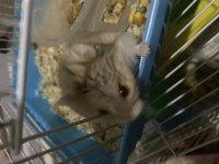 Ücretsiz hamster