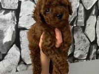 Toy poodle yavrularim orijinal ev doğumlu