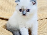 Scottish Fold yavru