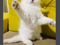 British Longhair Yavrularımız