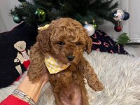 Orjinal toy poodle