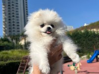 4 AYLIK POMERANİAN BOO