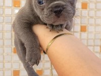 Teslime hazır french bulldog yavruları
