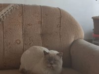 Ücretsiz sakin ve tatlı kediler