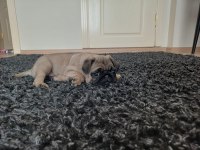 Pug mops yavrular yeni yuvasına gitmeye hazır