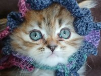 ÇOK TATLI SAFKAN CHINCHILLA YAVRU KEDİLERİM