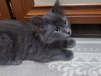 2 adet scottish fold kedi biri gri renk diğeri kırçıllı