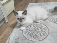 Safkan Ragdoll 4 aylık dişi
