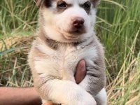 Sibirya Kurdu (Husky) Yavrularımız