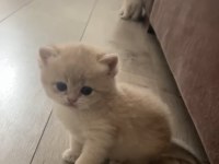 MUHTEŞEM KALİTE SAFKAN BRİTİSH SHORTHAİR BEBEKLER