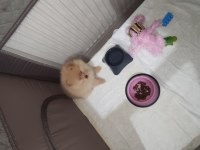 Bu pomeranian bal kız yuva arıyor