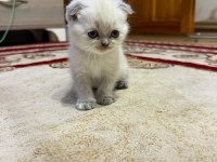 Scottish fold bulu point yavrular
