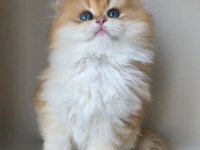 Asilzade Golden British Longhair 