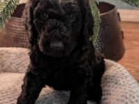 Safkan Maltipoo Bebeklerimiz